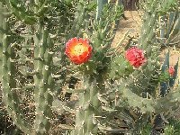 Austrocylindropuntia